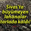 Sivas’ta büyümeyen lahanalar tarlada kaldı!