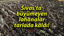 Sivas’ta büyümeyen lahanalar tarlada kaldı!