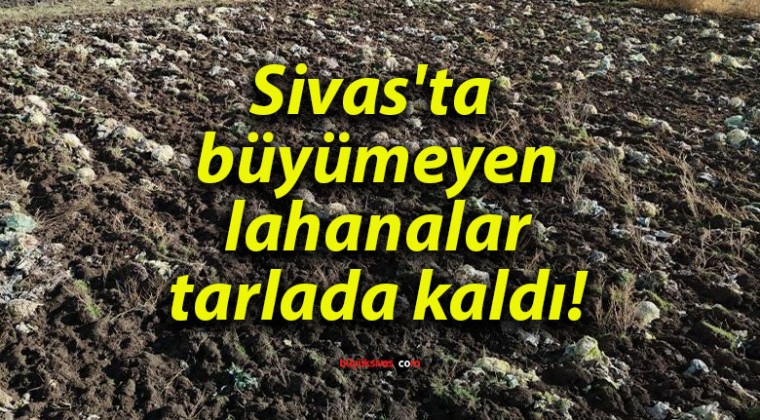 Sivas’ta büyümeyen lahanalar tarlada kaldı!