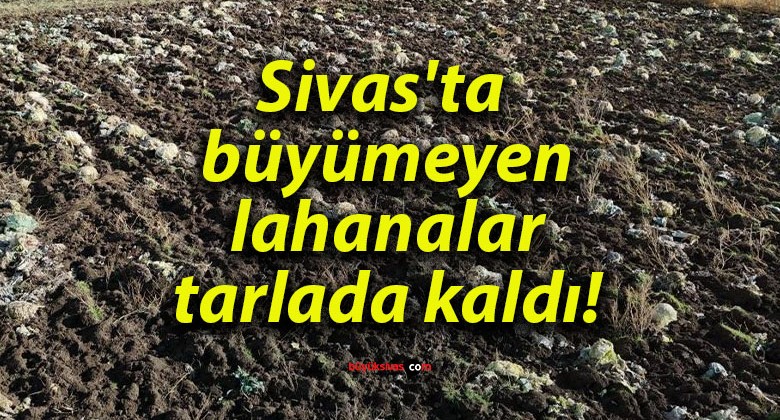 Sivas’ta büyümeyen lahanalar tarlada kaldı!