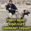 Yazın aslan kışın kurt özellikleri taşıyor!