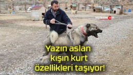 Yazın aslan kışın kurt özellikleri taşıyor!