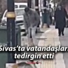 Sivas’ta vatandaşları tedirgin etti…