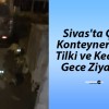 Sivas’ta Çöp Konteynerinde Tilki ve Kedinin Gece Ziyafeti