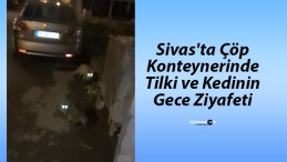 Sivas’ta Çöp Konteynerinde Tilki ve Kedinin Gece Ziyafeti