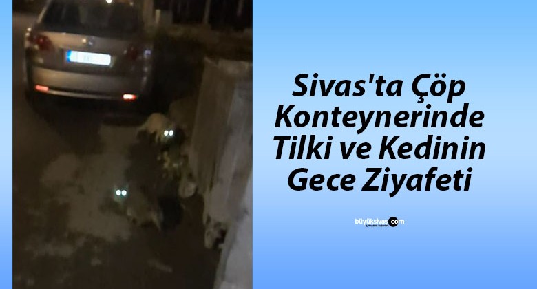 Sivas’ta Çöp Konteynerinde Tilki ve Kedinin Gece Ziyafeti