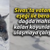 Sivas’ta vatandaş eşeği ile beraber dağda mahsur kalan koyunlarına ulaşmaya çalışıyor!