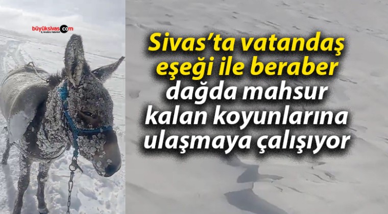 Sivas’ta vatandaş eşeği ile beraber dağda mahsur kalan koyunlarına ulaşmaya çalışıyor!