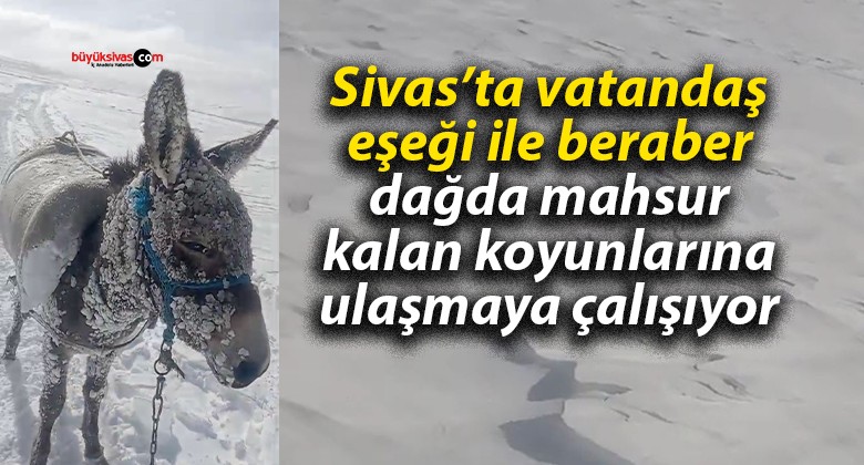 Sivas’ta vatandaş eşeği ile beraber dağda mahsur kalan koyunlarına ulaşmaya çalışıyor!