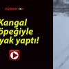 Kangal köpeğiyle kayak yaptı!