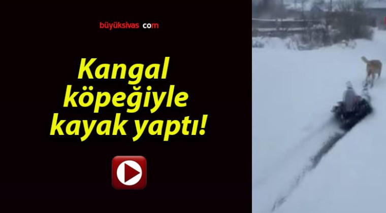 Kangal köpeğiyle kayak yaptı!