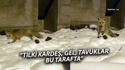 Esenyurt Mahallesi’nde Sıcak Karşılaşma: Tilki ile Sohbet!