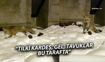 Esenyurt Mahallesi’nde Sıcak Karşılaşma: Tilki ile Sohbet!