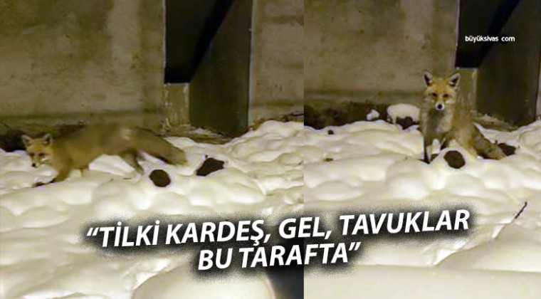 Esenyurt Mahallesi’nde Sıcak Karşılaşma: Tilki ile Sohbet!