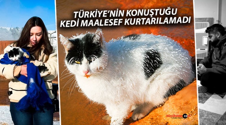 Türkiye’nin konuştuğu kedi hayatını kaybetti