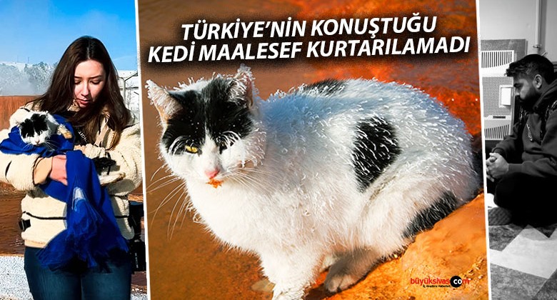 Türkiye’nin konuştuğu kedi hayatını kaybetti