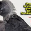 Sivas’ta bu dostluğu görenler dönüp bir daha bakıyor!