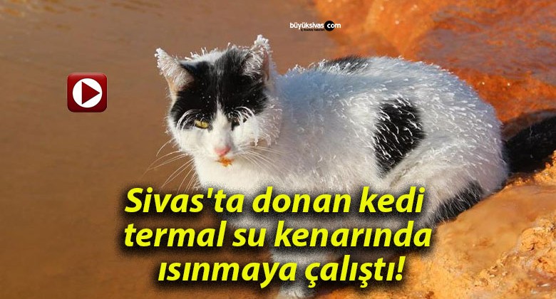 Sivas’ta donan kedi termal su kenarında ısınmaya çalıştı!