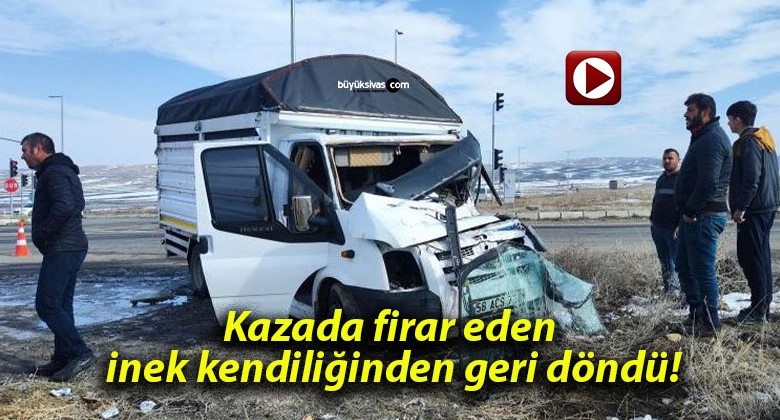 Kazada firar eden inek kendiliğinden geri döndü!