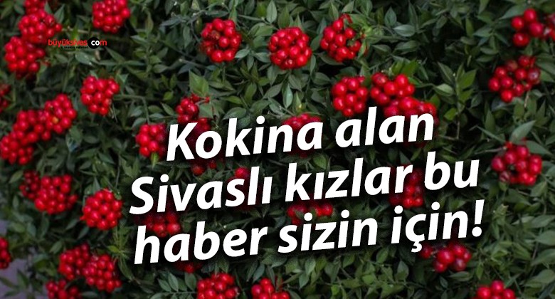 Kokina alan Sivaslı kızlar bu haber sizin için!