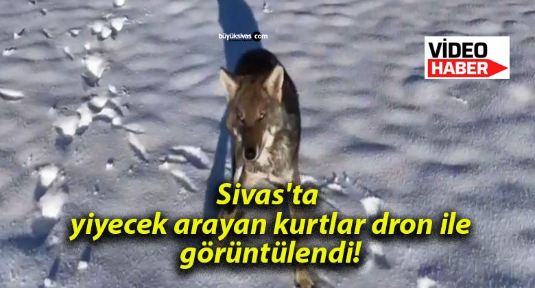 Sivas’ta yiyecek arayan kurtlar dron ile görüntülendi!