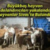 Büyükbaş hayvan dolandırıcıları yakalandı! Hayvanlar Sivas’ta Bulundu!