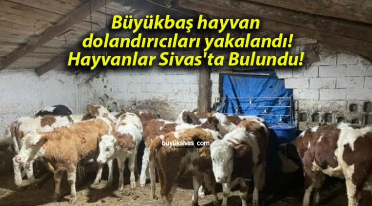 Büyükbaş hayvan dolandırıcıları yakalandı! Hayvanlar Sivas’ta Bulundu!