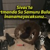 Sivas’ta Apartmanda Su Samuru Bulundu! İnanamayacaksınız..