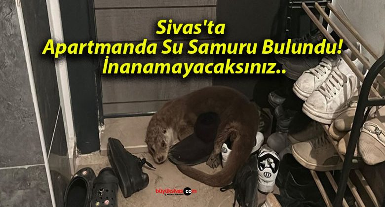 Sivas’ta Apartmanda Su Samuru Bulundu! İnanamayacaksınız..