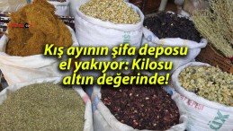 Kış ayının şifa deposu el yakıyor: Kilosu altın değerinde!