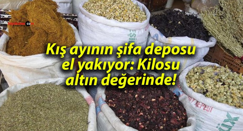 Kış ayının şifa deposu el yakıyor: Kilosu altın değerinde!