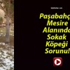 Paşabahçe Mesire Alanında Sokak Köpeği Sorunu!