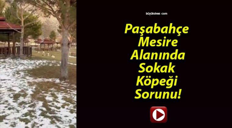 Paşabahçe Mesire Alanında Sokak Köpeği Sorunu!