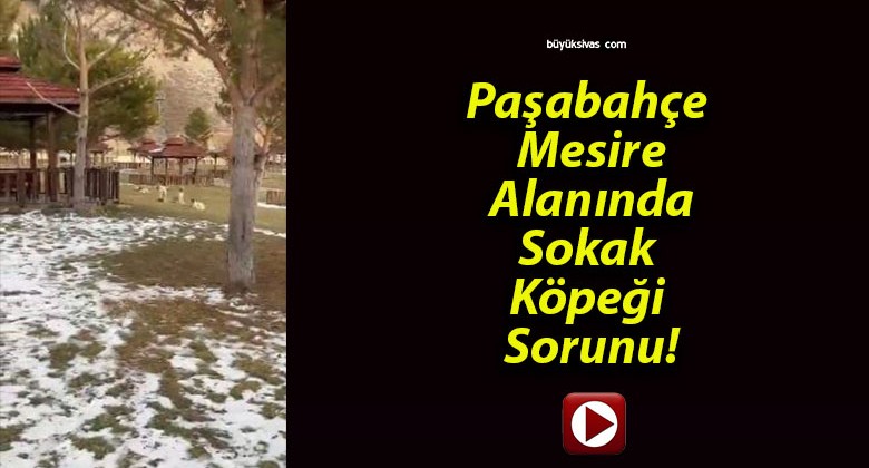 Paşabahçe Mesire Alanında Sokak Köpeği Sorunu!