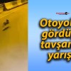 Otoyolda gördüğü tavşanla yarıştı