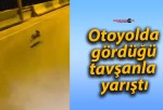 Otoyolda gördüğü tavşanla yarıştı