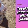 Tavuklarını çalan tilkiyi elleriyle yakaladı