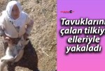 Tavuklarını çalan tilkiyi elleriyle yakaladı