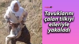 Tavuklarını çalan tilkiyi elleriyle yakaladı