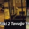 Sivas’ta Tilkiler Kümesi Bastı: 2 Tavuk Kayboldu