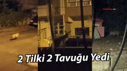 Sivas’ta Tilkiler Kümesi Bastı: 2 Tavuk Kayboldu