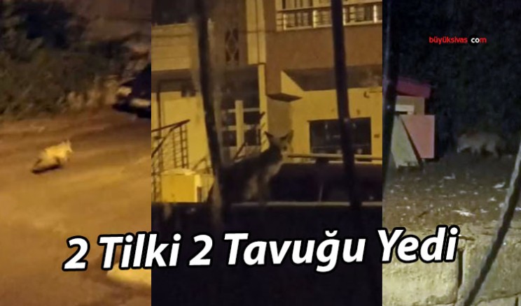 Sivas’ta Tilkiler Kümesi Bastı: 2 Tavuk Kayboldu