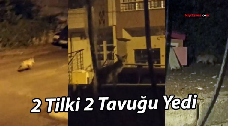 Sivas’ta Tilkiler Kümesi Bastı: 2 Tavuk Kayboldu