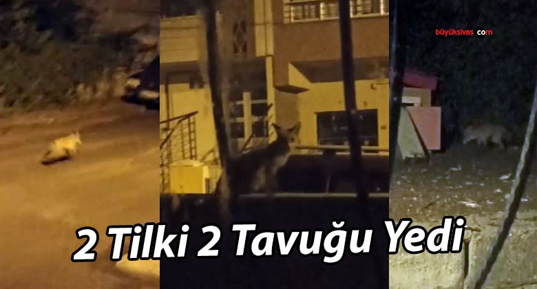 Sivas’ta Tilkiler Kümesi Bastı: 2 Tavuk Kayboldu