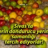 Sivas’ta derin dondurucu yerine samanlığı tercih ediyorlar!