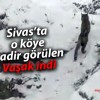 Sivas Yıldızeli’nde Köye İnerek Yiyecek Arayan Vaşak Görüldü