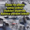 Sivas’ta ahırın çatısı çöktü! İnekleri dışarıda kalınca yardım istedi!