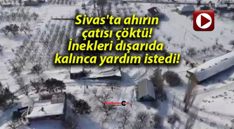 Sivas’ta ahırın çatısı çöktü! İnekleri dışarıda kalınca yardım istedi!