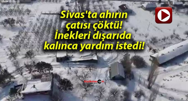 Sivas’ta ahırın çatısı çöktü! İnekleri dışarıda kalınca yardım istedi!