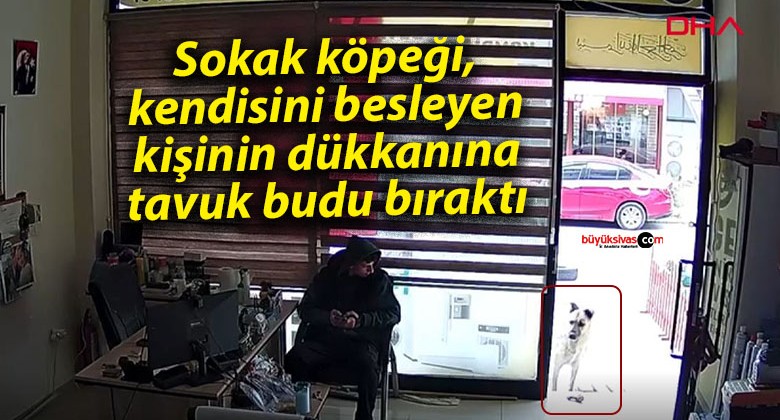 Sokak köpeğinin duygulandıran jesti: Kendisini besleyen kişinin dükkanına tavuk budu bıraktı